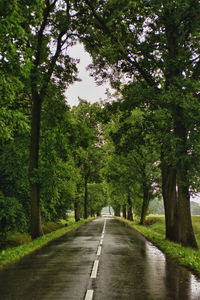 Empty road along trees