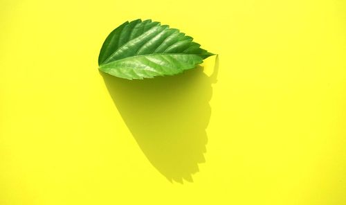 Close-up of fresh green leaf against yellow background