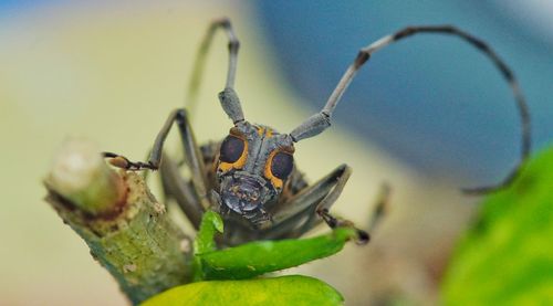 Close-up of insect on plant