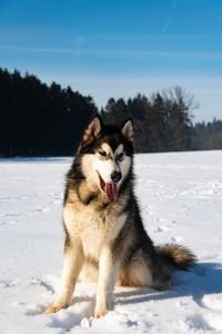 Alaskan malamute on snow