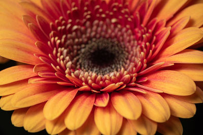 Close-up of daisy flower