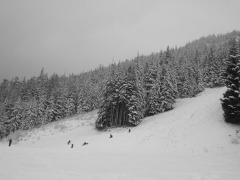 Pine trees on snow covered land against sky