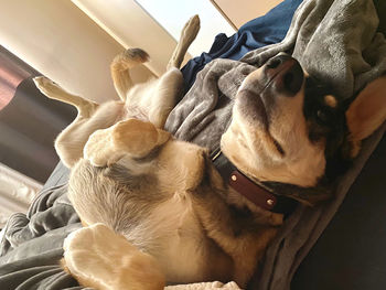 Close-up of dog sleeping on bed at home