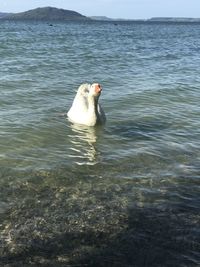 Swan swimming in lake