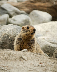 A himalayan marmot looking away from the camera in ladakh, india
