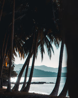 Silhouette palm trees by sea against sky