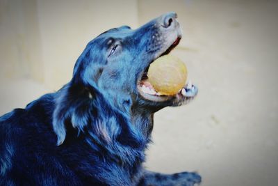 Close-up of an animal