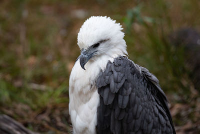 Close-up of a white-breasted sea eagle