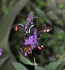 Close-up of butterfly on purple flower