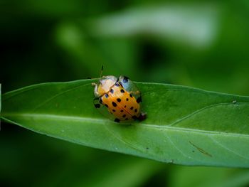 Close-up of insect on leaf
