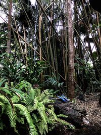 Low angle view of trees in forest