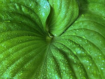 Full frame shot of wet leaf
