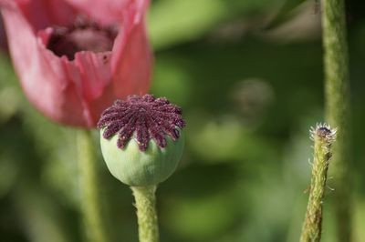 Poppy collection/the pink one