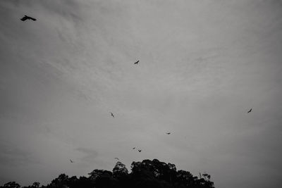 Low angle view of birds flying in sky