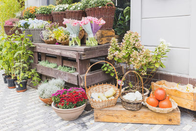 Tulips, heather, chrysanthemum flowers and pumpkins at flower shop