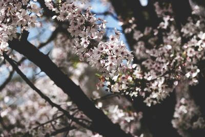 Cherry blossoms in spring