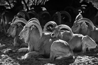 Goats resting on field in forest during sunny day