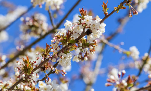 Low angle view of cherry blossoms in spring