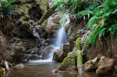 Scenic view of waterfall in forest