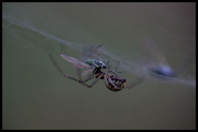 Close-up of spider