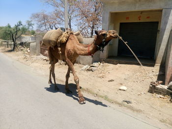 Camel walking on dirt road