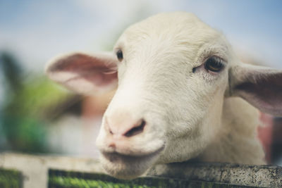 Close-up of sheep