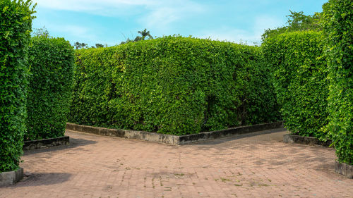 Plants growing on footpath against sky