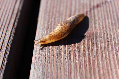 Close-up of insect on wood