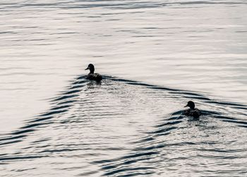 High angle view of birds swimming in water