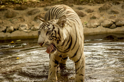 View of a drinking water from a lake