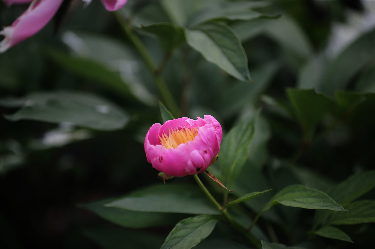 CLOSE-UP OF PINK LOTUS WATER LILY IN PLANT