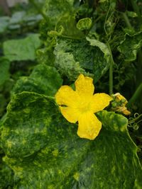 Close-up of yellow flowering plant