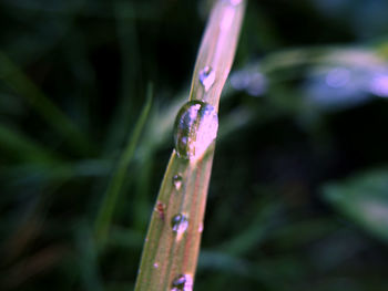 Close-up of wet purple leaf