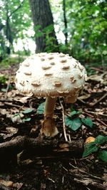 Close-up of mushroom on tree in forest