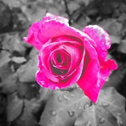 Close-up of pink rose blooming outdoors