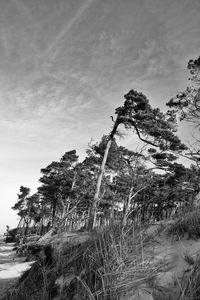 Trees on field against sky