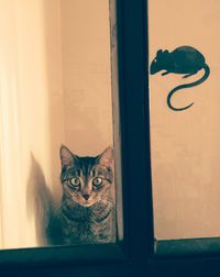 Portrait of cat
