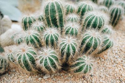 High angle view of succulent plant on field