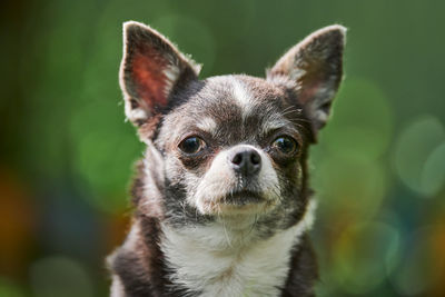 Chihuahua puppy portrait, little dog in garden. cute small doggy on grass. short haired chihuahua