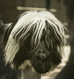 Close-up of a dog