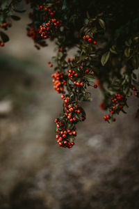 Close-up of rowan berries growing on tree