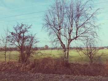 Trees on field against sky