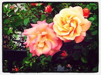 Close-up of pink rose