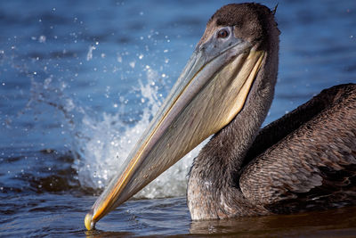 Close-up of bird against lake