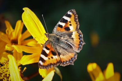 Close-up of butterfly pollinating on flower