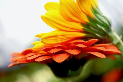 Close-up of orange flowering plant