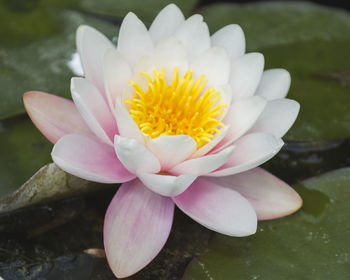 Close-up of water lily in lake