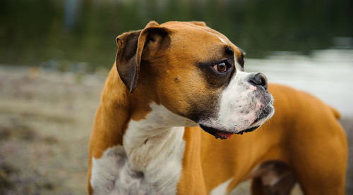 Close-up of boxer dog looking away against lake