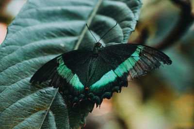 Close-up of butterfly on leaf