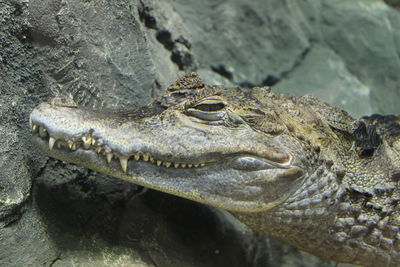 Close-up of lizard on rock